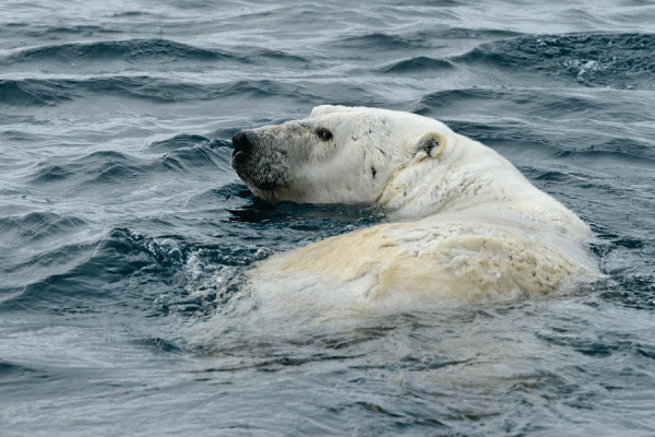 Polar Bear Meat - Arctic Country Foods of the Inuit