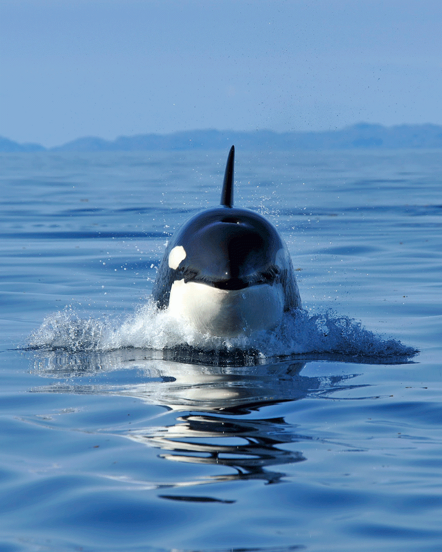 Inuit Food Whale