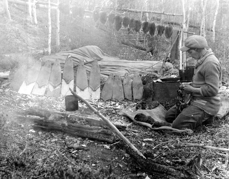 Historical photo of a trapper prepping muskrat pelts near Cree Lake, Saskatchewan.